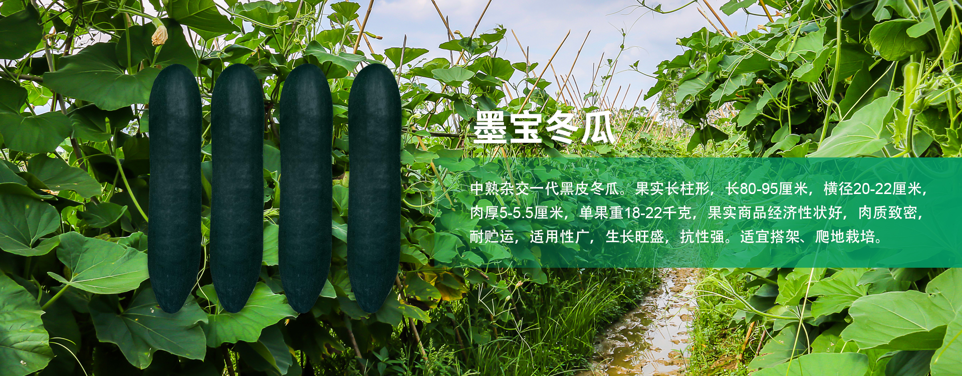 贝博西甲bb